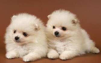 Puppies HD Wallpaper
