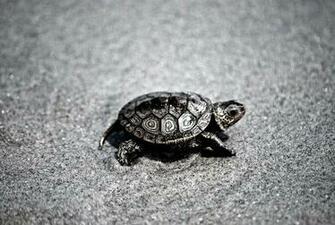 Best Photos Share Cute Pictures Of Baby Turtles