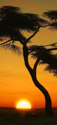 Masai Mara Sunrise Nature iPhonexwallpaper