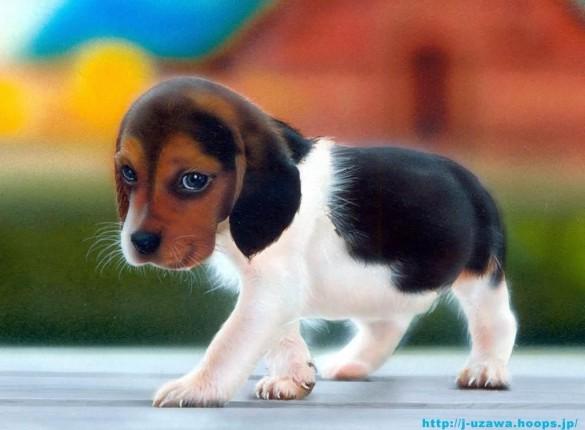 Beagle Screensavers