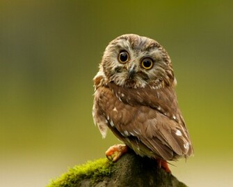 Cute Owl Wallpaper