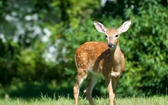 Beautiful Wallpaper Deer