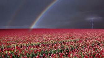 Storm Fields Wallpaper Netherlands