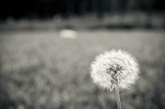Black White Flowers Macro Dandelions Bw Color Wallpaper