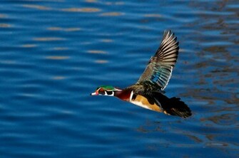 Wood Duck Drake In Flight By Glacierman54