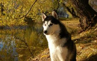 Alaskan Malamute On The Lake Wallpaper And Image