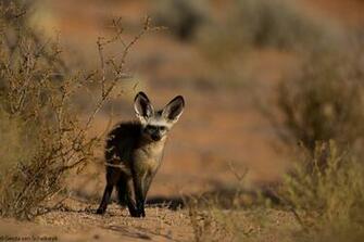 Bat Eared Fox Computer Wallpaper Desktop Background
