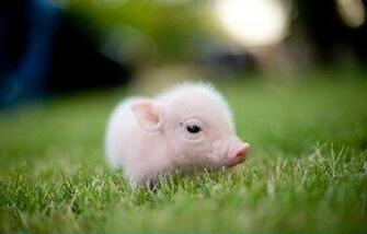 Cute Wars Who Can Post The Cutest Photo Ever Social Chit Chat