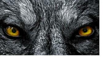 Wild And A Wolf Roleplay Ocean Moon Pack