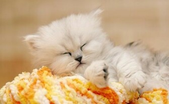 Love Wallpaper New Animal