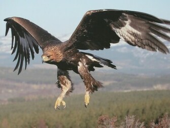 Beautiful Golden Eagle In Flight Eagles Wallpaper
