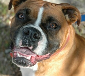 Boxer Dog Picture