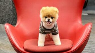 Boo The Dog Wallpaper