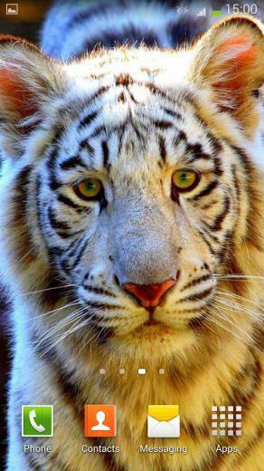 White Tiger Live Wallpaper Android Apps On Google Play