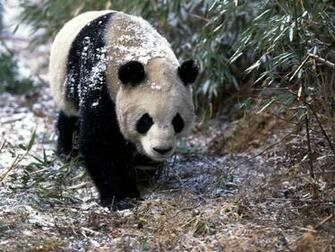 Hq Giant Panda In Winter Wallpaper