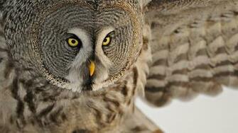 Owl White HD Wallpaper Jootix