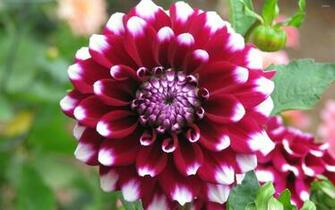 Dahlia Wallpaper Flower