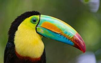 HD Toucan Bird Wallpaper HDwallsource