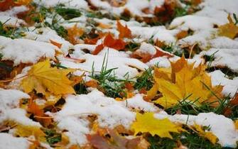 Snow On Autumn Leaves Wallpaper