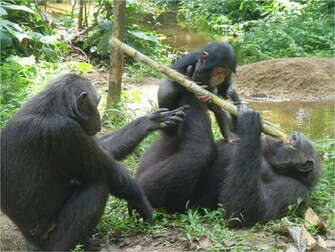 Chimpanzee Best Wallpaper Animal Planet HD