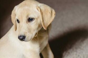 Female Yellow Labrador Wallpaper