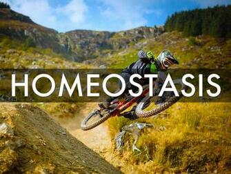Homeostasis By Sarah Jones