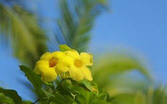 Hawaiian Flowers Spring Wallpaper