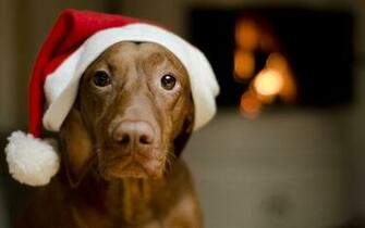 Christmas Dogs Wallpaper Adorable Dog
