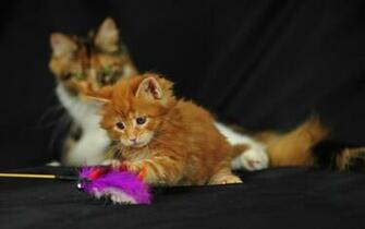 Lol Cat Wallpaper Image