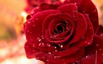 Rose Widescreen Wallpaper HD