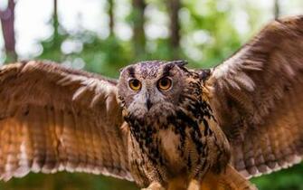 Flying Owl HD Wallpaper