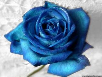 Desktop Wallpaper Flowers Background Best Rose Aqua Blue