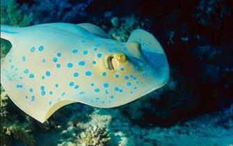 Unique Wallpaper Exotic Fish HD