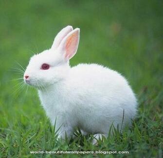 Beautiful Rabbits Wallpaper