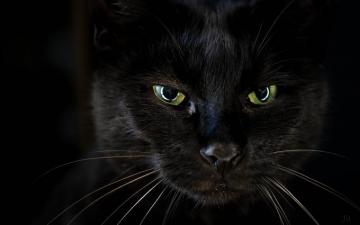 Wallpaper Black Cat Face Green Eyes HD Picture Image