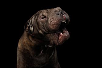 Sharpei Dog Isolated On Black Background Photograph By Sergey