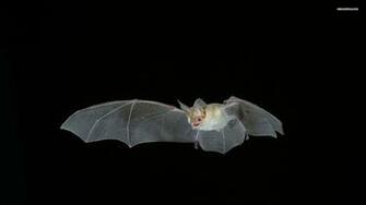 Bat Computer Wallpaper Desktop Background Id