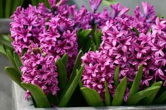 Hyacinth Wallpaper High Quality