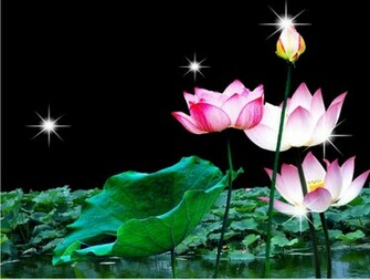 Lotus Flower Wallpaper Windows Background