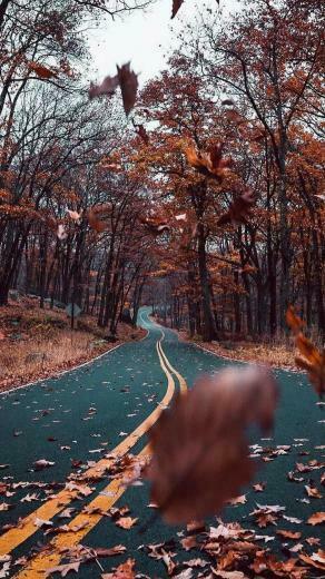 Autumn Road Nature Beautiful Android Wallpaper