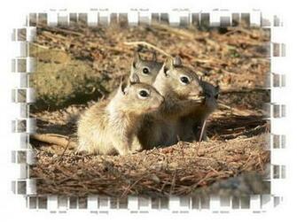 Scary Squirrel World Clip Art Wallpaper Calendar