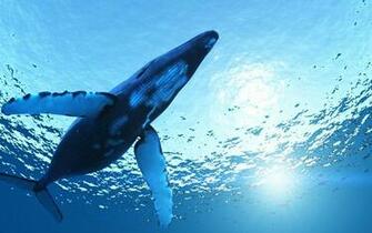 Whale Wallpaper Modern 4k Ultra HD Pics Lanlinglaurel