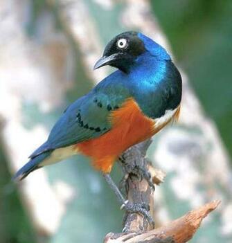 Exotic Birds Photos Funny Animal