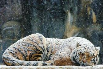 Wallpaper Wildlife Desktop