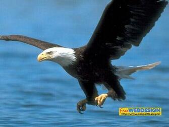 Wallpaper Desktop Themes And Screensavers Airplanes Birds