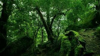 Forest Tropical Nature Trees Landscape