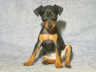 Miniature Pinscher HD Desktop Wallpaper 7wallpaper Net