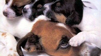 Jack Russell Terriers High Quality And Resolution