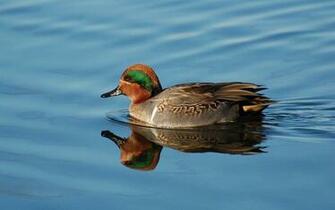 Waterfowl Wallpaper