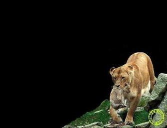 Lioness Wallpaper